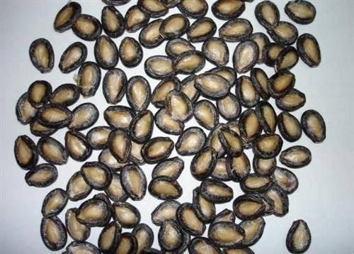 Black Melon Seeds