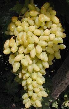 Long Grain Seedless White Grapes