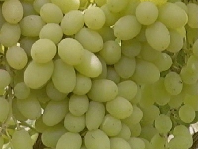 Seedless White Grapes