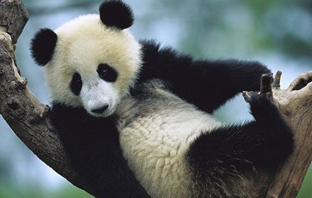 Chengdu Tours