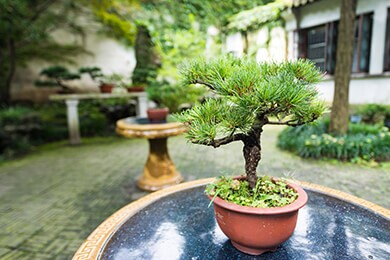Bonsai in the garden