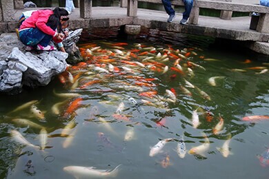 Fishpond in Tuisi Garden Tongli