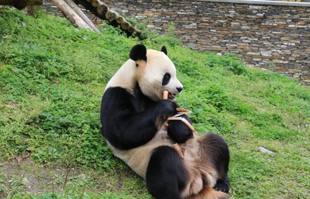 solitary panda