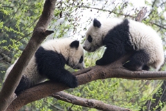 panda climbing