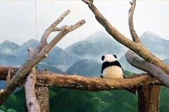 solitary panda