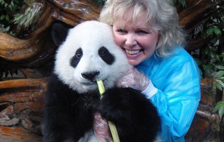 solitary panda