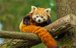 baby panda