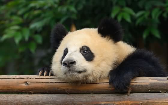 panda-1