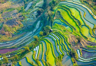 Yuanyang Rice Terrace in Winter