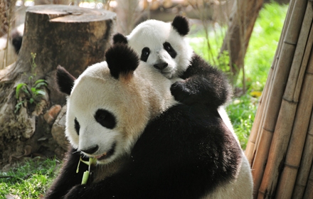 Chengdu