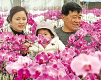 New Year Flower Market