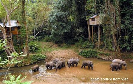 Wild Elephant Valley