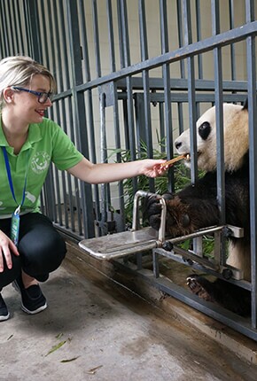 Chengdu and Panda Tours