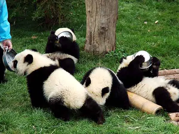 pandas in Chengdu