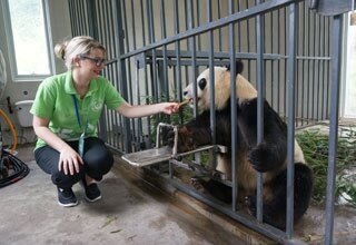 Dujiangyan Panda Volunteer Program
