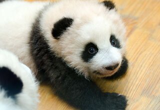 A baby panda