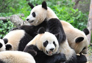 Fluffy pandas