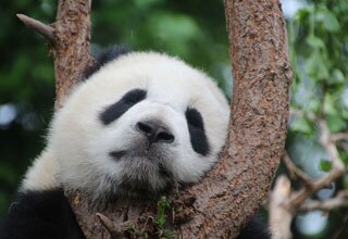 A panda sleepping on trees