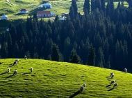 Grassland Grassland