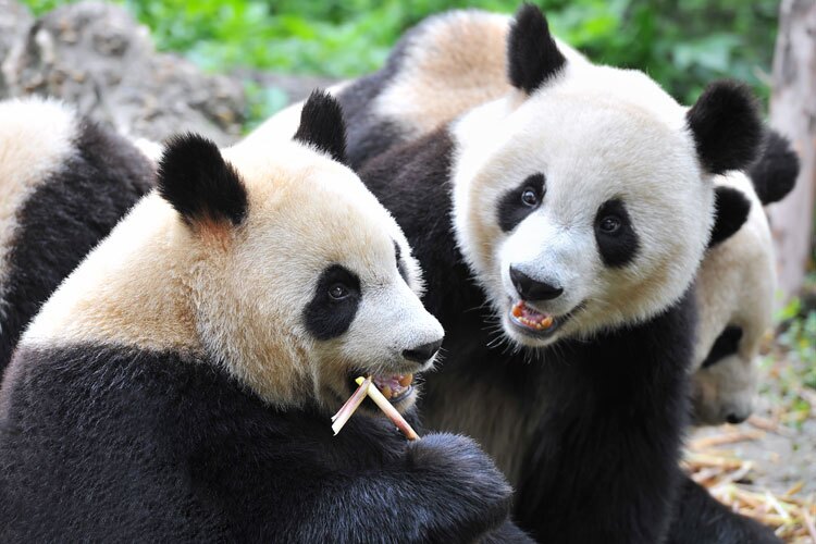 Giant Pandas: Learn everything you have ever wanted to know about pandas