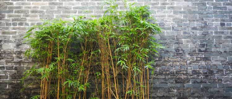 Symbolism Of Bamboo In Chinese Culture