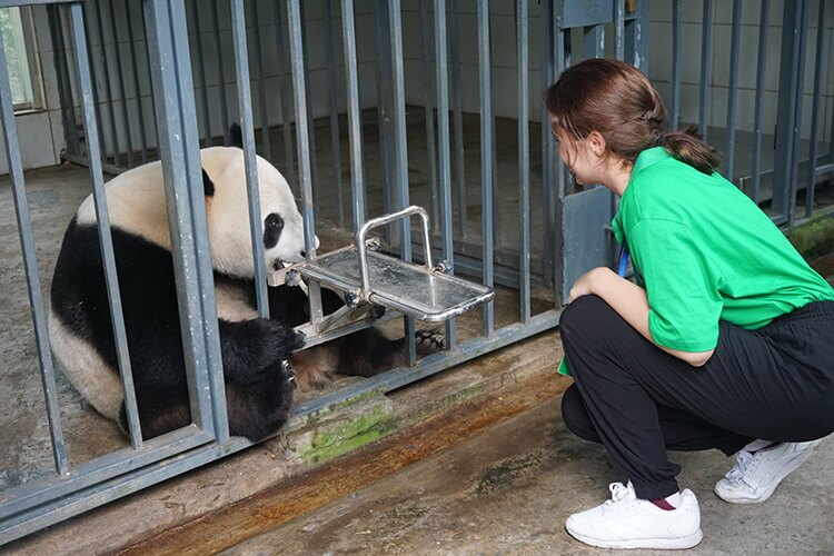 dujiangyan panda keeper tour