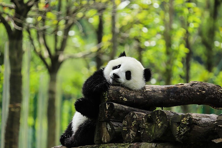 China Wildlife, Top 8 Endangered Animals In China