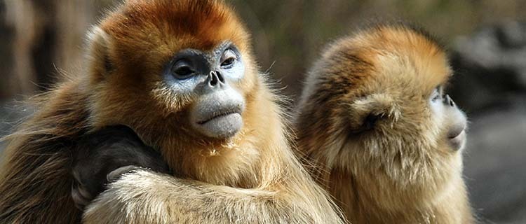 Chinese Golden Monkey: The Physical Features , the numbers of Golden ...