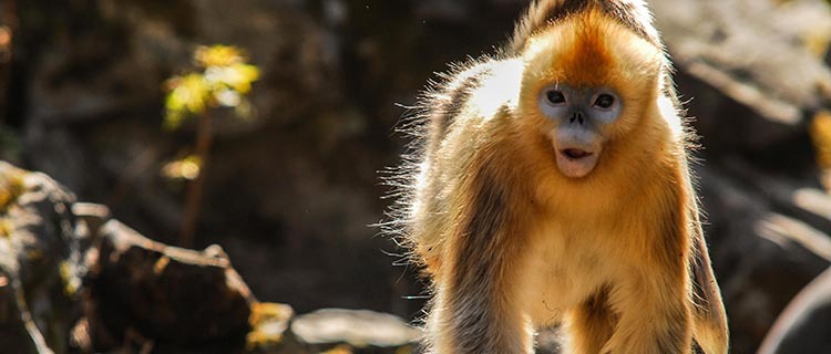 Chinese Golden Monkey: The Physical Features , the numbers of Golden