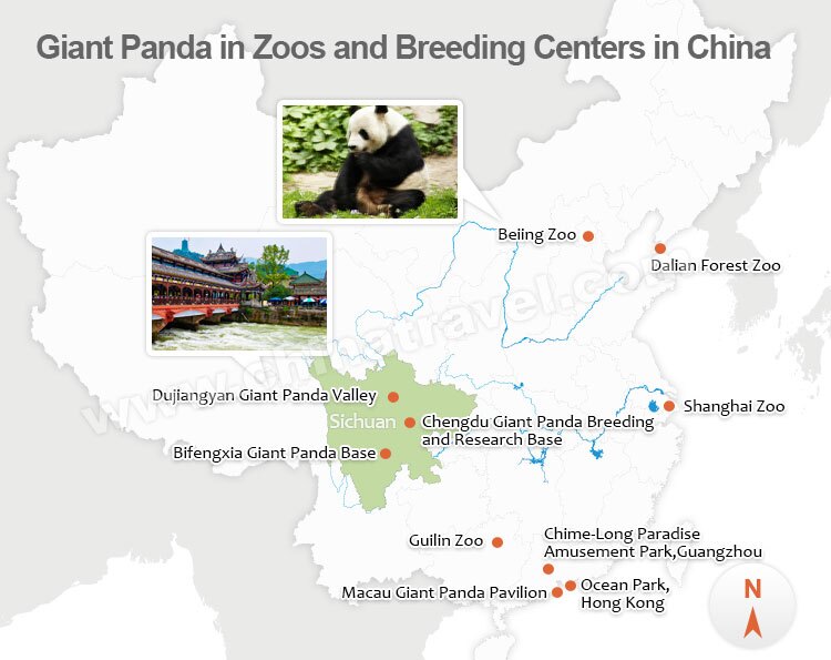 Habitat Of Giant Panda: Where The Giant Pandas Live